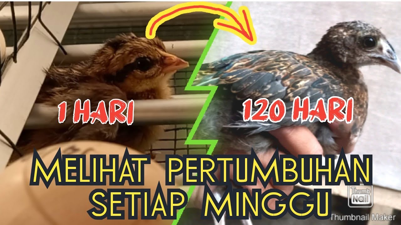 PERTUMBUHAN ANAK AYAM HUTAN HIJAU SETIAP MINGGU || DARI 0 SAMPAI 120 HARI