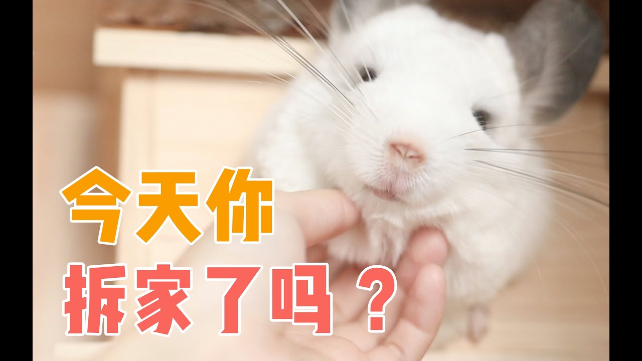 主人给龙猫装修避暑豪宅，龙猫：都是给我吃的吗？