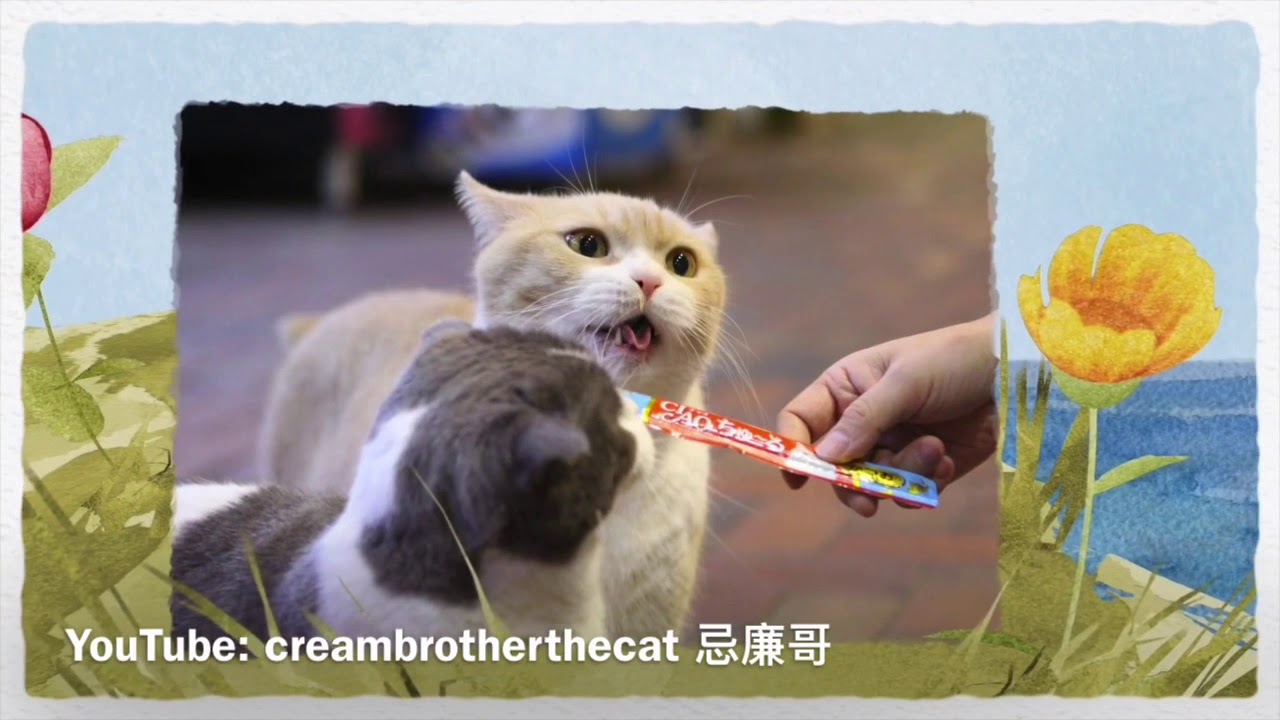 忌廉哥傳奇的貓生（官方）Brother Cream - The Miracle