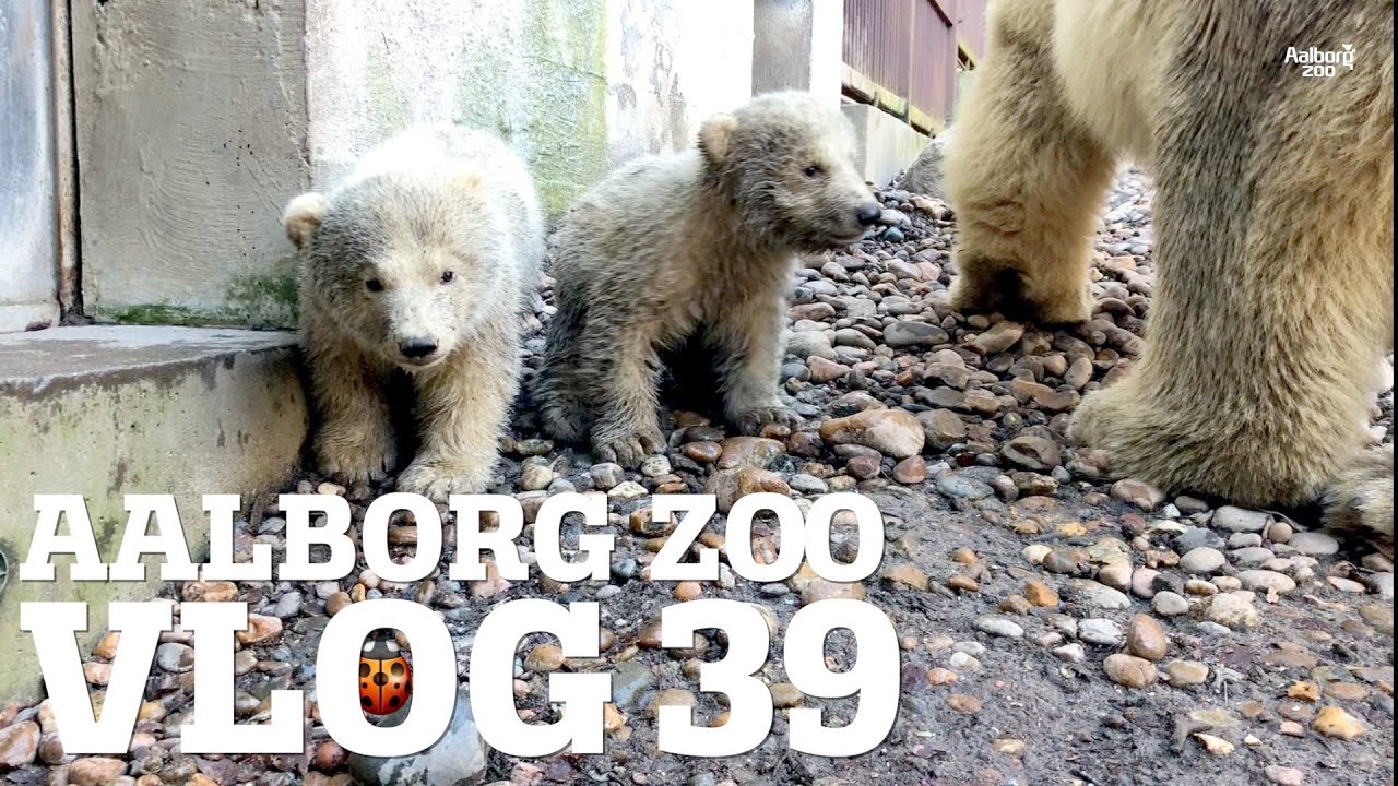 Corona p&aring;virker VLOGGEN | Se isbj&oslash;rneungerne | Virus eller ej dyrene skal passes | AalborgZoo VLOG39