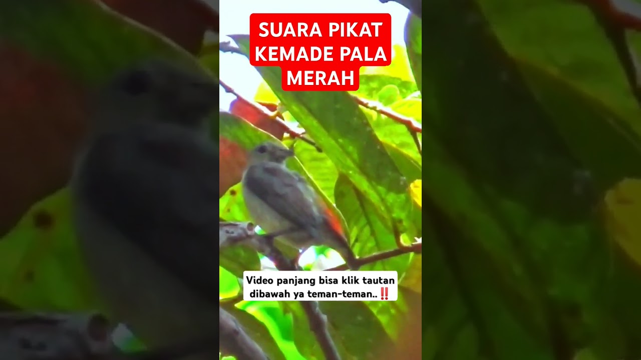 pikat kemade gacor pancingan kemade #kemadegacor #kemade #kemadepikat #pikatkemade #pikat burcil