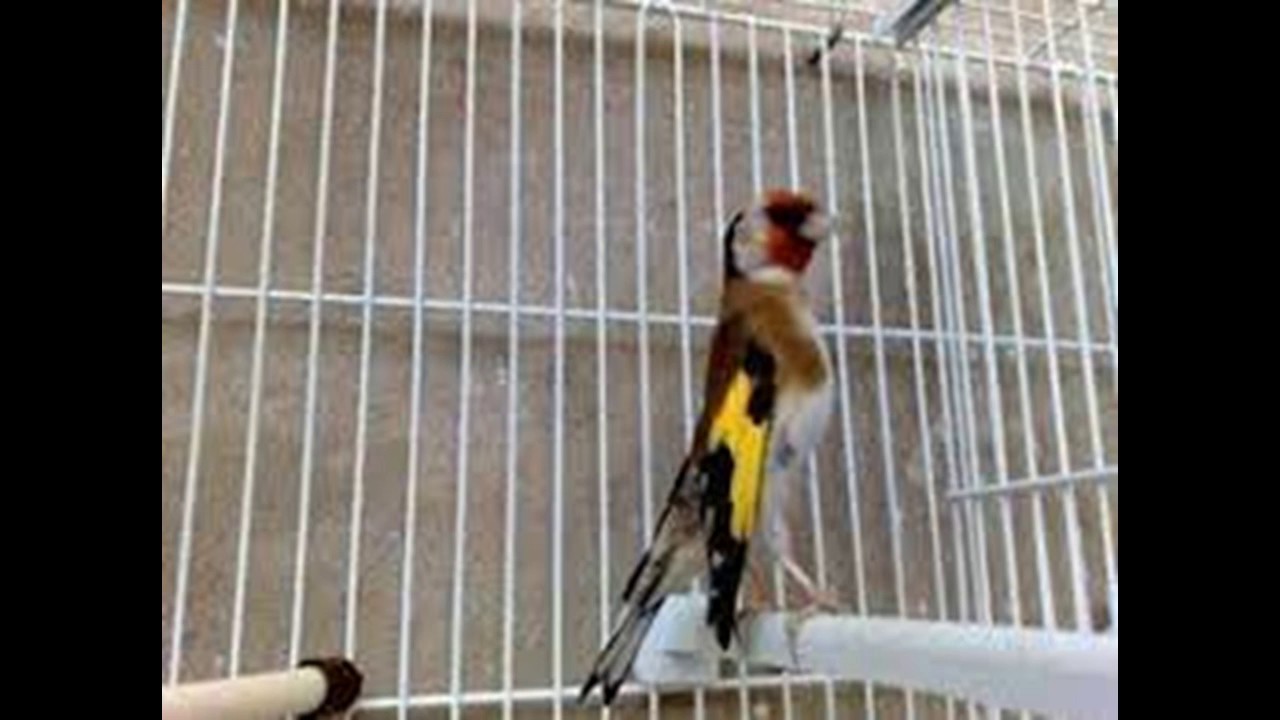 chardonneret  souk ahras kasta kasa ziw