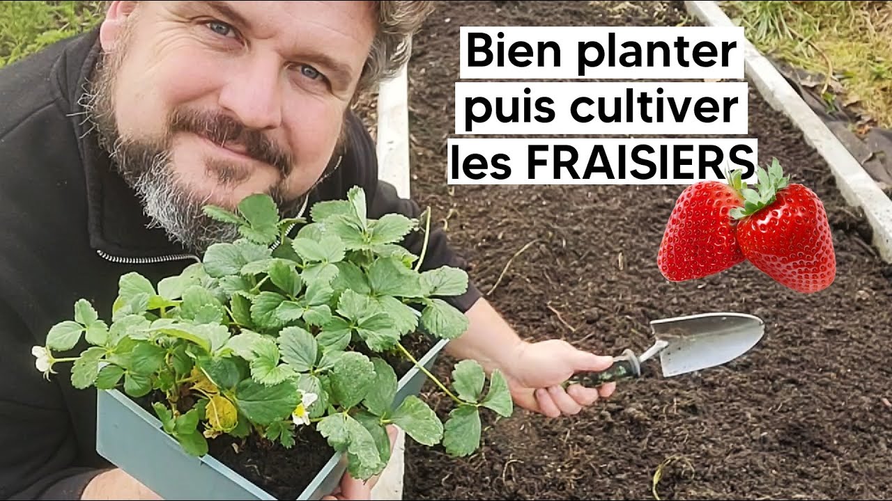 Comment bien planter puis cultiver les FRAISIERS 🍓『TUTO』