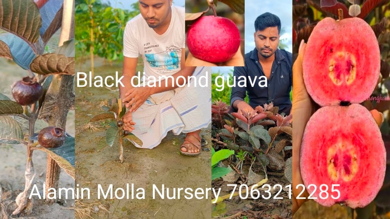 Black diamond guava Rs80 Alamin Molla Nursery west bengal kolkata north 24 parganas 7063212285