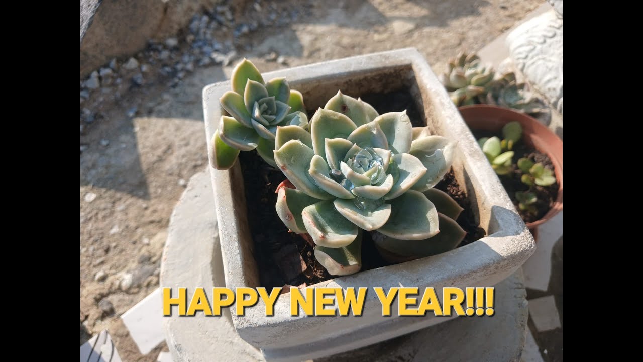 2026 New Year Farm Vlog!! #vlogging #lifestyle #gardening #farm #travel #organic #farm #farmlife