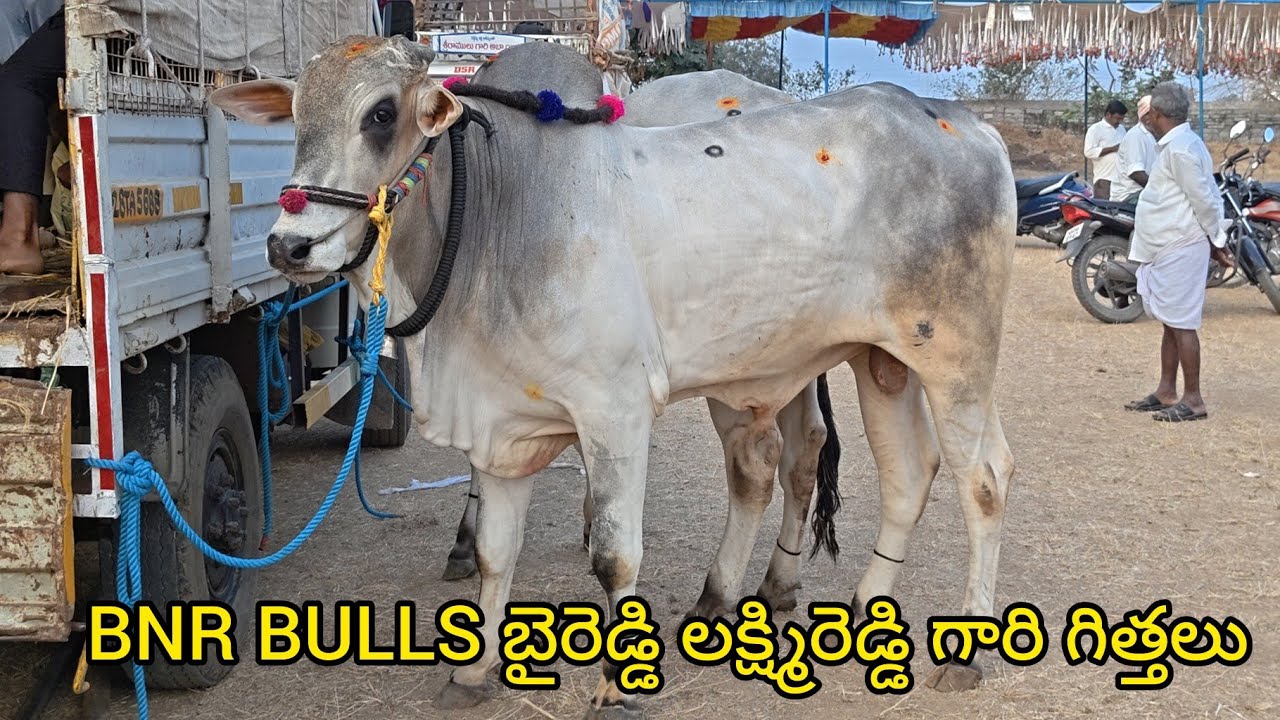 బైరెడ్డి లక్ష్మిరెడ్డి గారు బండిఆత్మకూరు గ్రామం బండిఆత్మకూరు మండలం నంద్యాల జిల్లా 