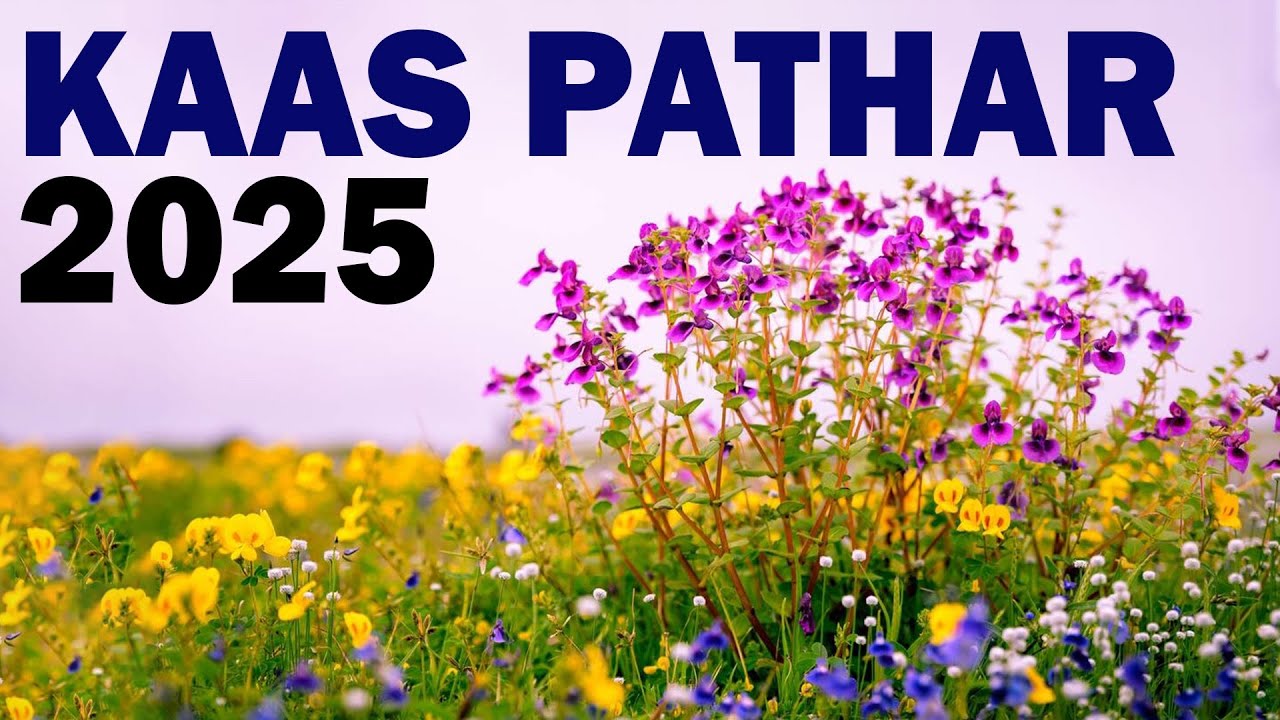 Kaas Pathar 2025 | कास पठार | Valley of Flowers | Best place to visit in monsoon | Marathi Vlog