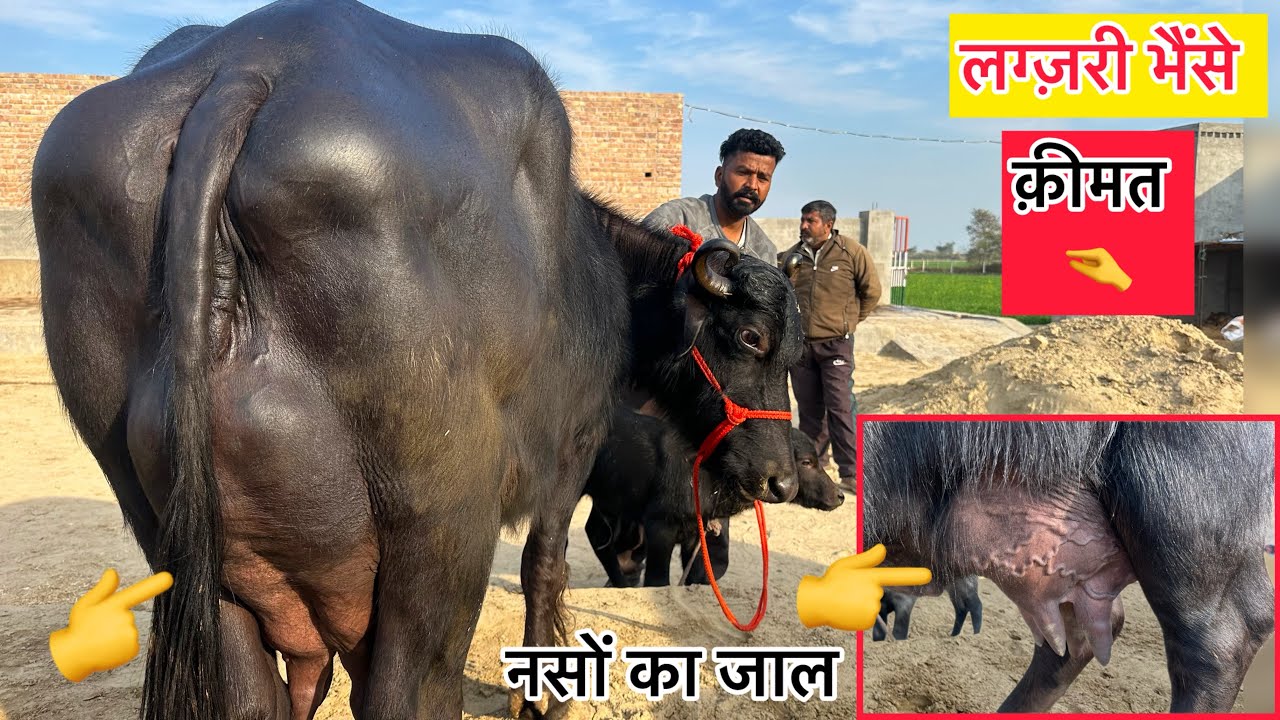 लग्ज़री भैंसे 20-20 लीटर दूध वाली । 4 भैंसे और 3 गाय बिकाऊ दूध 13 से 20 लीटर । Kirshana Dairy Farm 