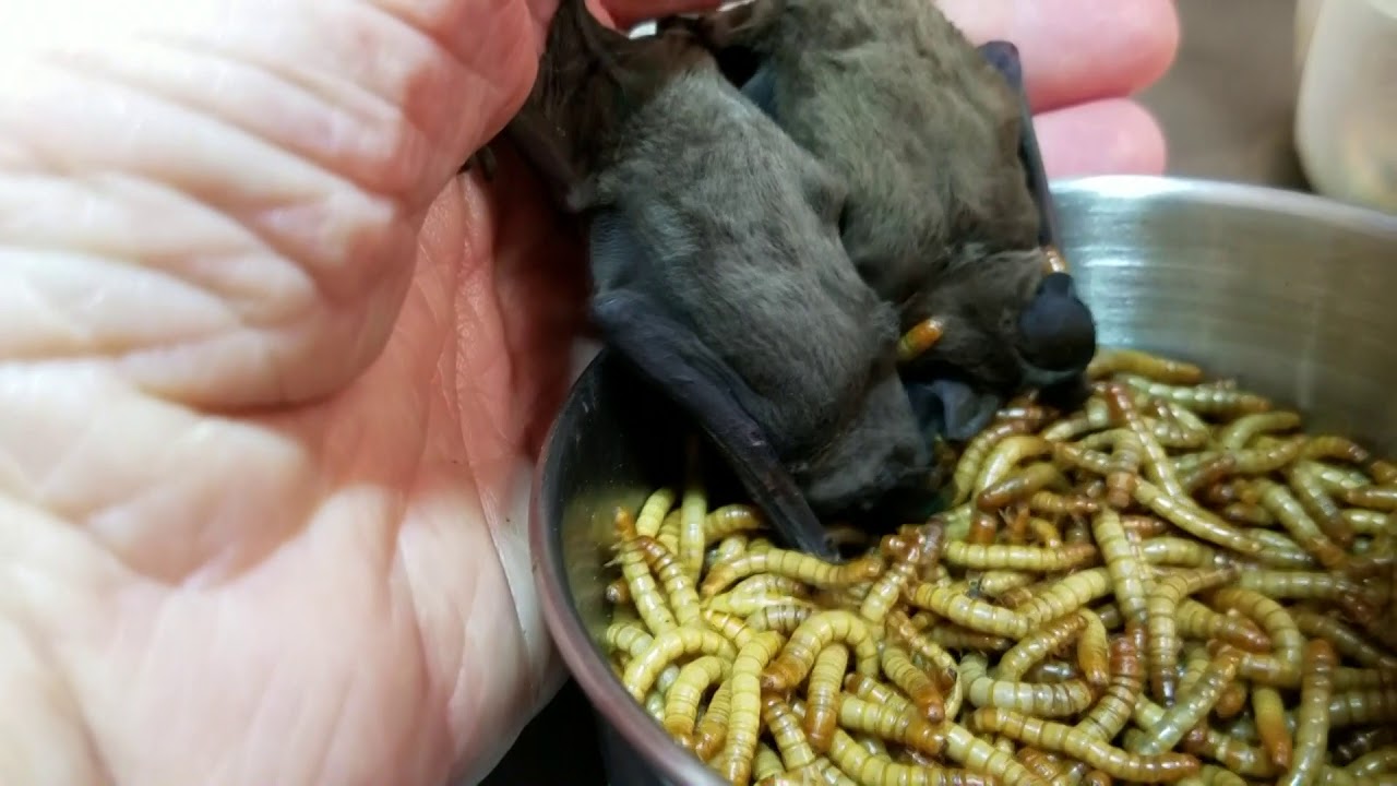 Learning to Self Feed