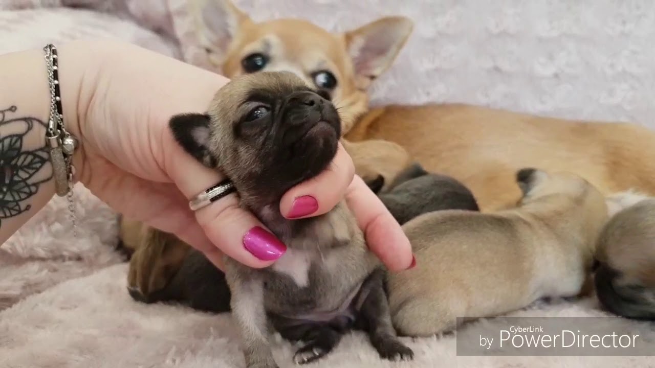 Chihuahua Miot P 2018 Kadachi 2 tyg.