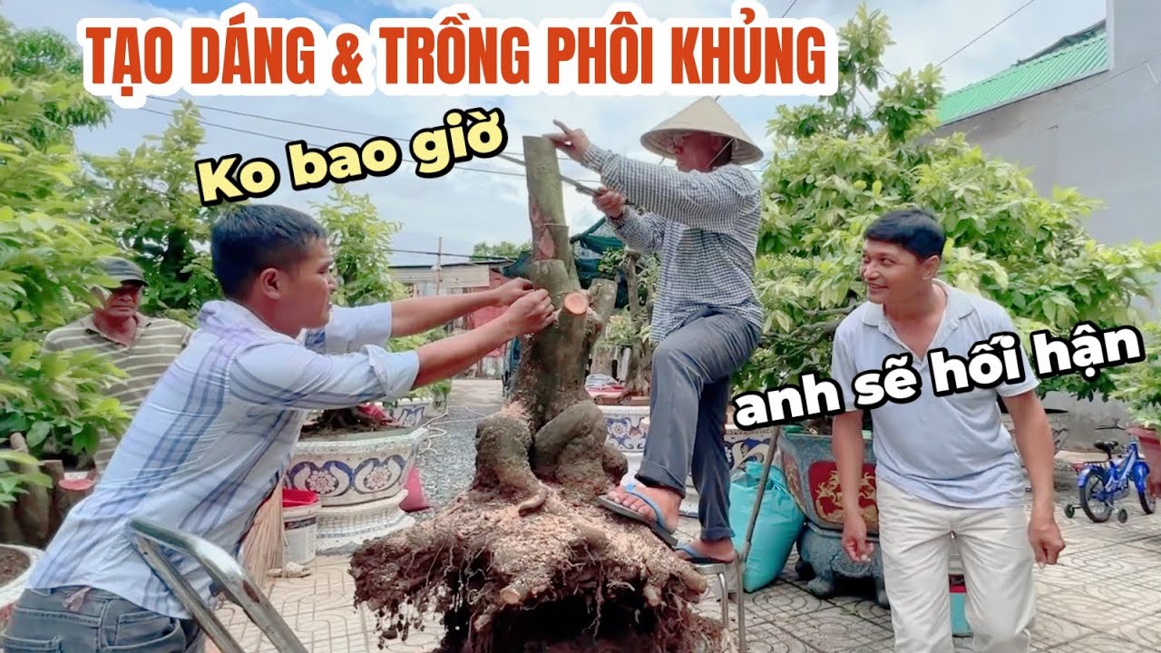 Tạo dáng & trồng cây phôi mai vàng bonsai đại vườn Út Đực | How to shape & plant Ochna integerrima