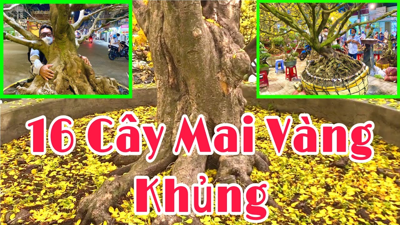 16 Cây Mai Vàng Tiền Tỷ - Những Cây Mai Vàng Khủng | 67 Bonsai