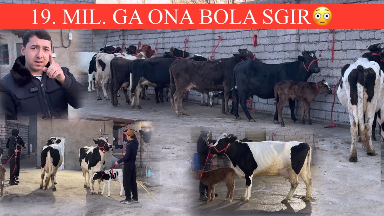 NODIRBEK😳F🔥YANGI P ONA BOLA.BUNAQASI KAM KELADI JUDA ARZON QVORDI ULGRIB QOLING😱🥛🌨️🏃