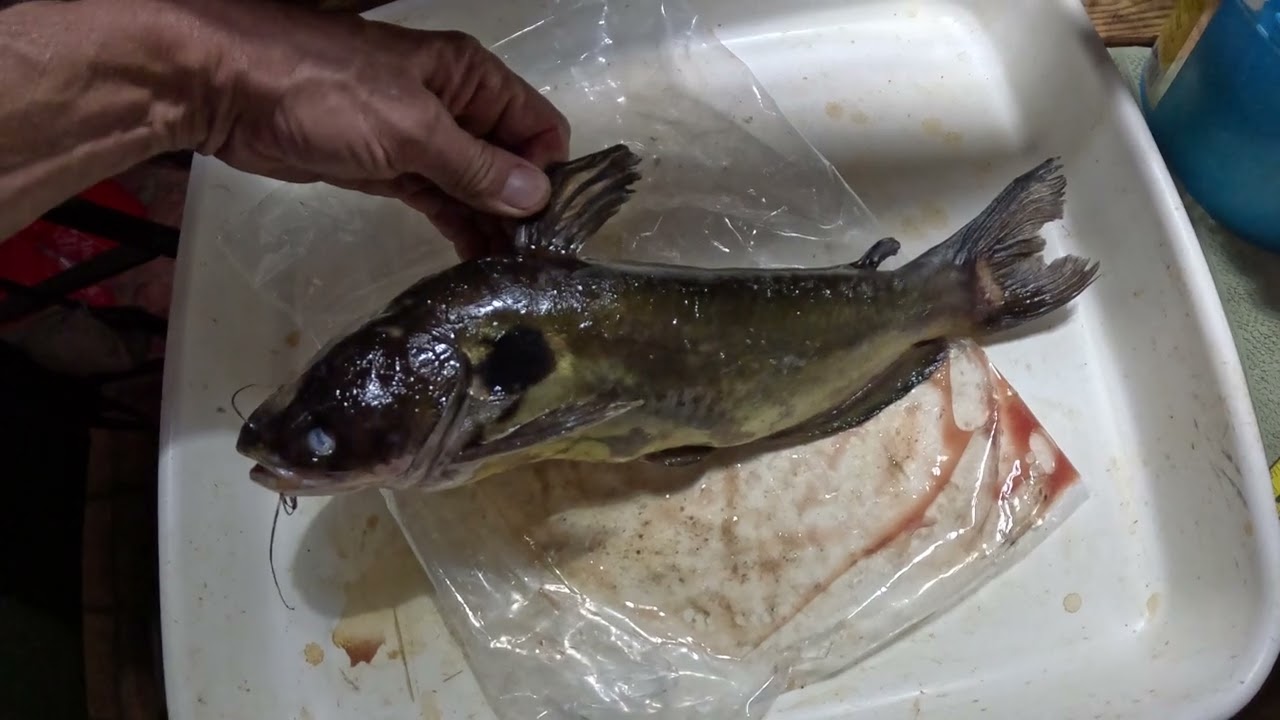 The last two of the group of eight 20 year old 14-18 inch sun catfish Horabagrus brachysoma