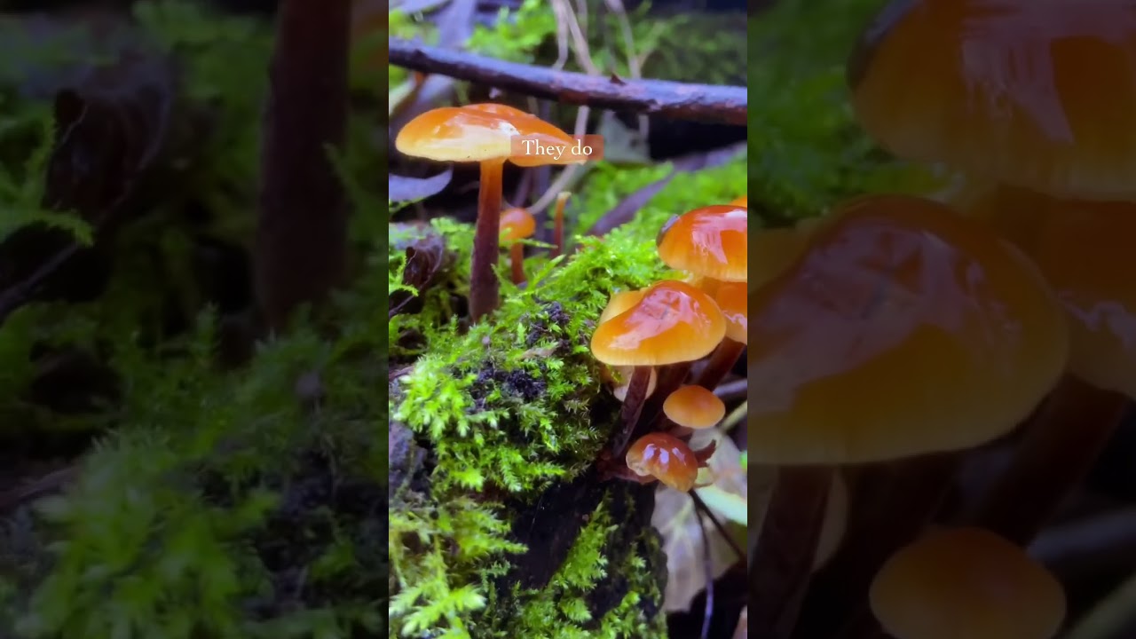 Velvet shanks (flammulina velupites) are my favourite winter mushroom #mushroom #foraging