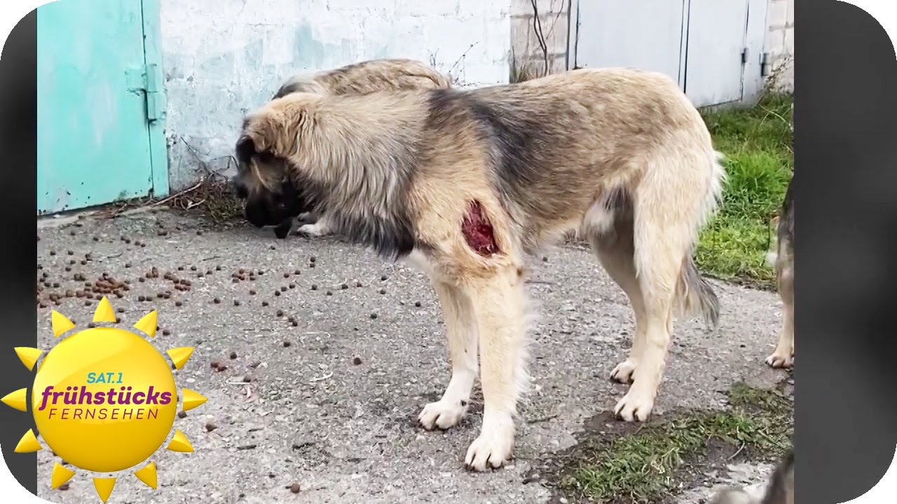 Tierretter in der Ukraine - diese Frau retten Tiere aus Kriegsgebieten | SAT.1 Frühstücksfernsehen
