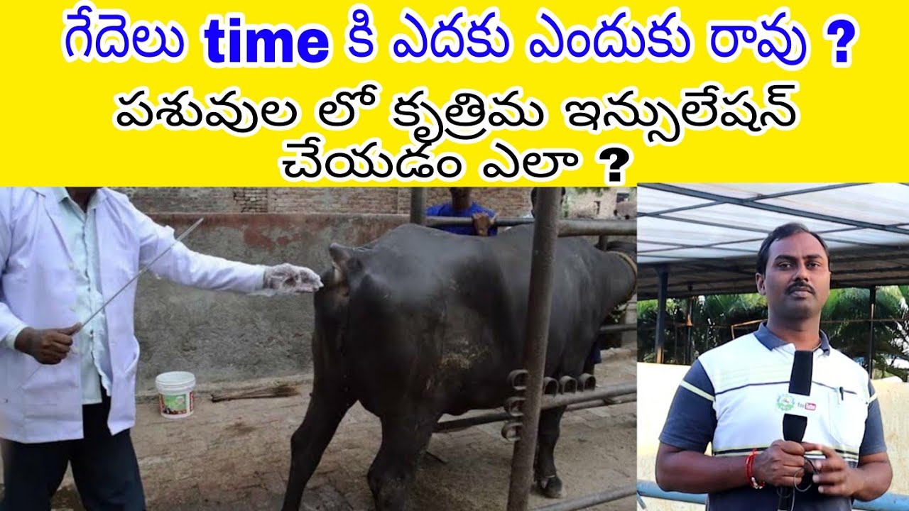 పశువుల లో కృత్రిమ ఇన్సులేషన్, How to Develop Buffalo Breeds in Telugu States