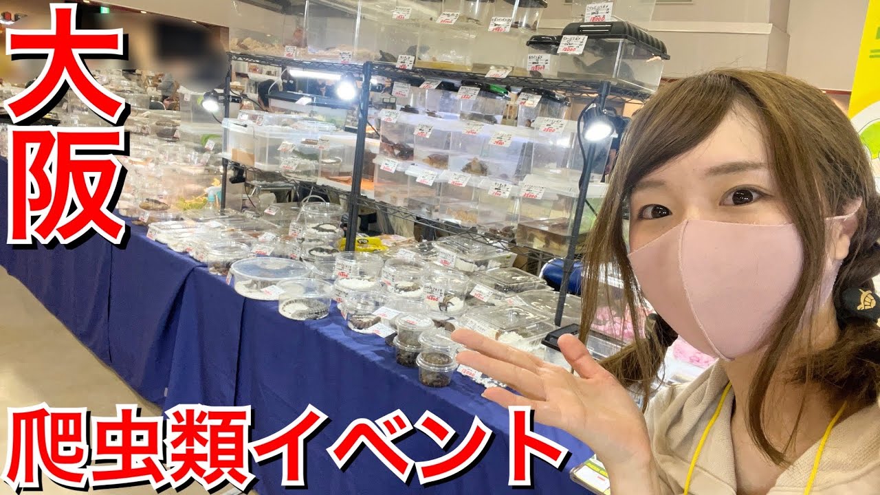 見たことないショップだらけ！近畿レプタイルズマーケット会場内を丸ごとお届け…！