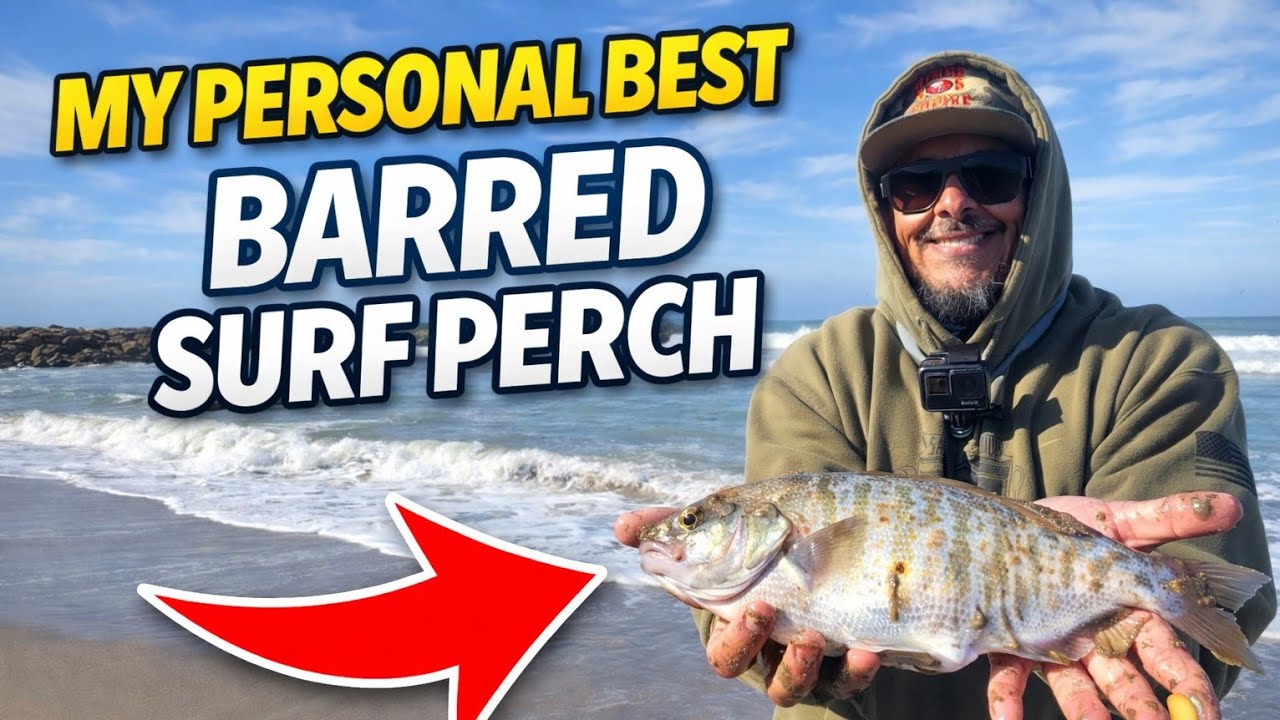 My personal best barred surf perch AND smallest!  2/7/2026