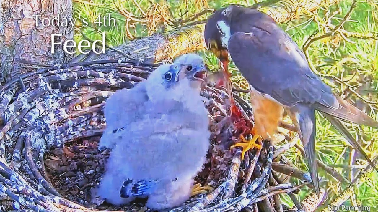#90🦅🐥17°🐥17°／Falcon Nest 2025🇬🇧 Forestry England South Forest District／Powerd by WildlifeWindows