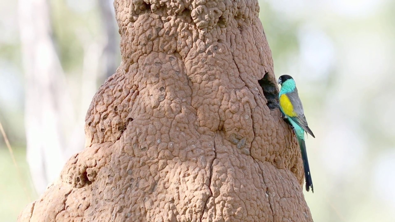 Hooded Parrots at nest hole (HD)