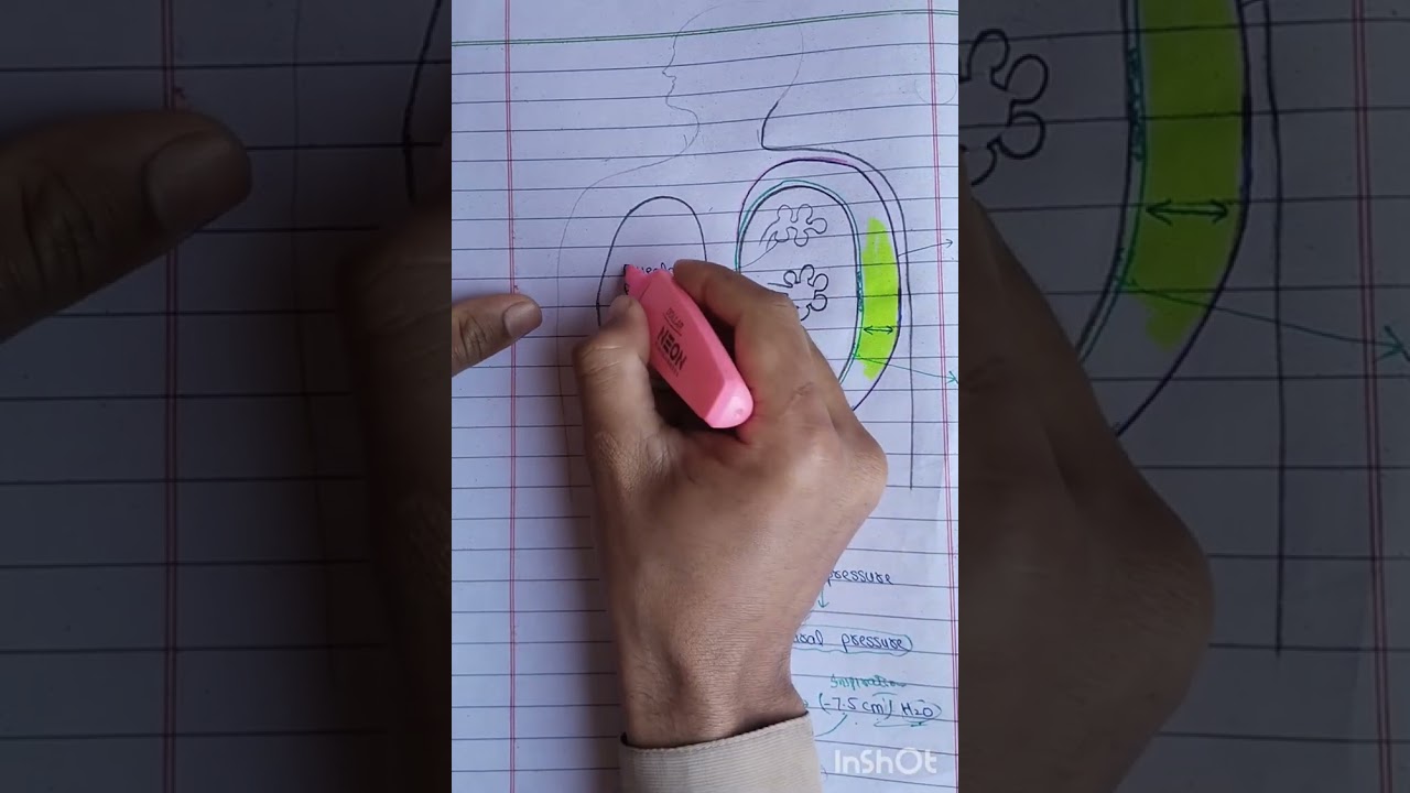 Respiration .part 1 video 