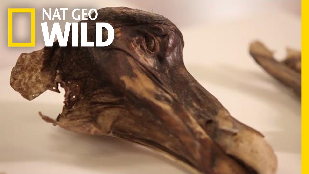 This Famous Dodo Didn't Just Die&mdash;It Was Murdered | Nat Geo Wild
