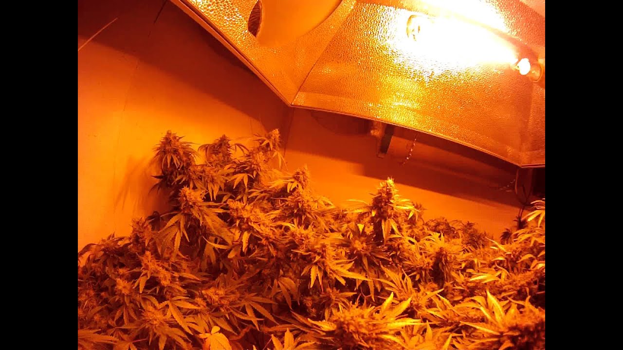Guest Garden Space Candy HPS 2000WATTS  4 plants