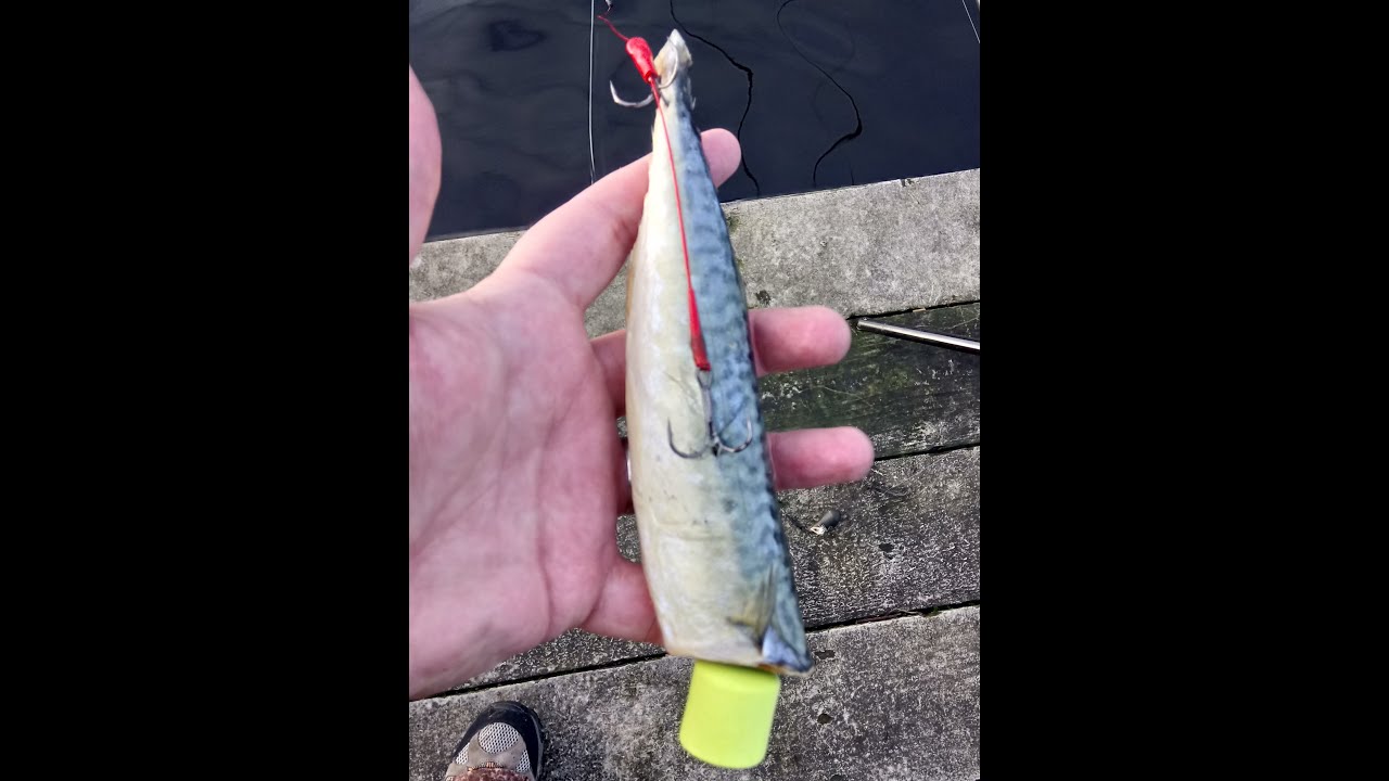How To Pop Up A Deadbait for Pike, Catfish, Perch, Eel & Zander