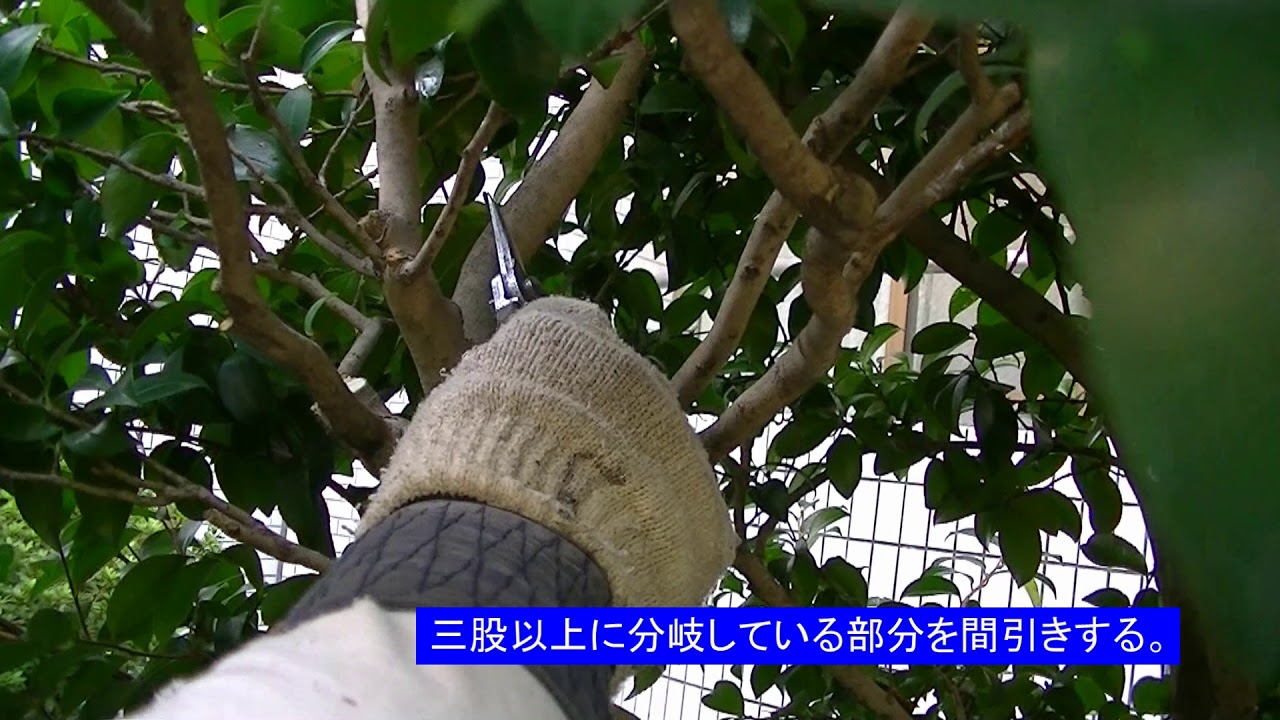 No.041_ツバキ類の剪定②カンツバキの強剪定 120913-180301・