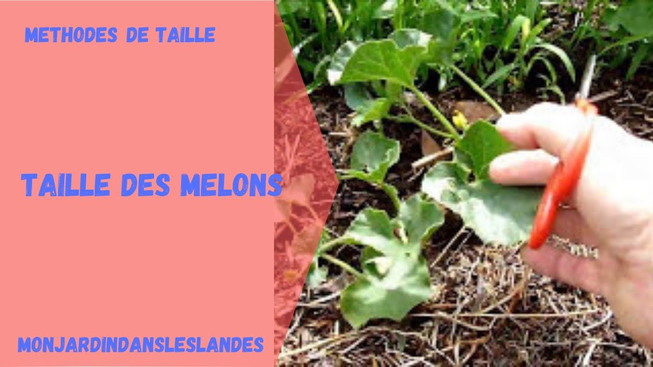 Taille des melons - Monjardindansleslandes