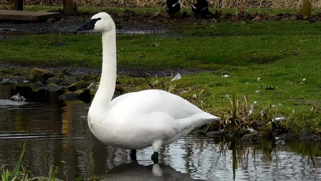 Trumpeter Swan