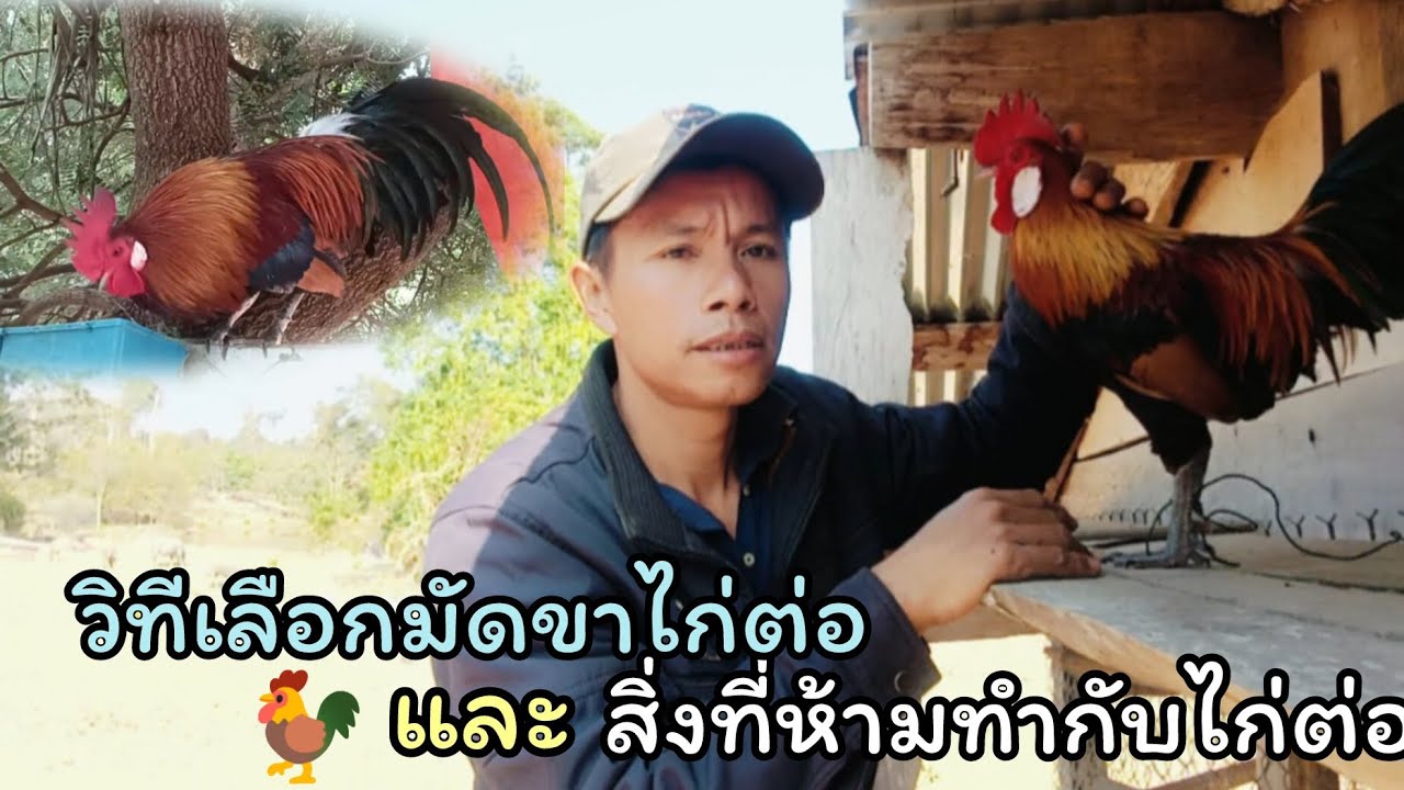 สิ่งที่ห้ามทำกับไก่ต่อ และ มัดขาไก่ข้างไหนดี คนเล่นไก่ต่อควรรู้