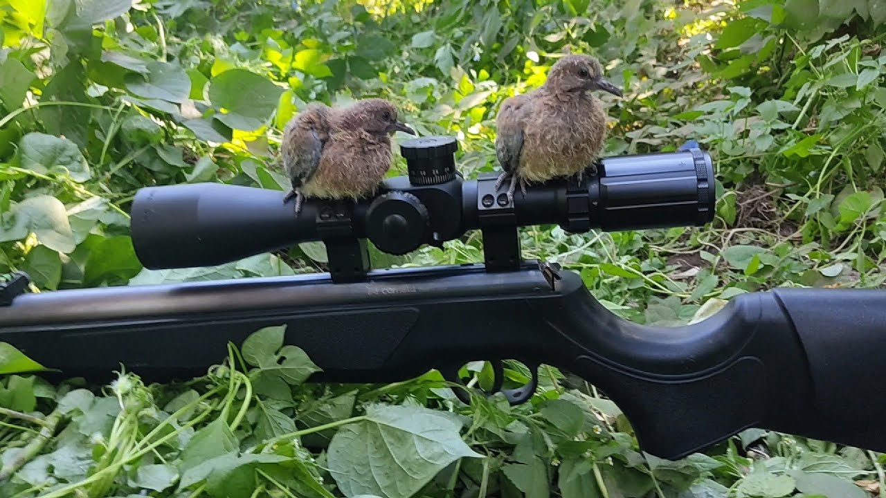 لقينا عش يمام على الشجره أثناء رحلة الصيد وفيه زغاليل صغيره.Our time on a dove's nest on the trees