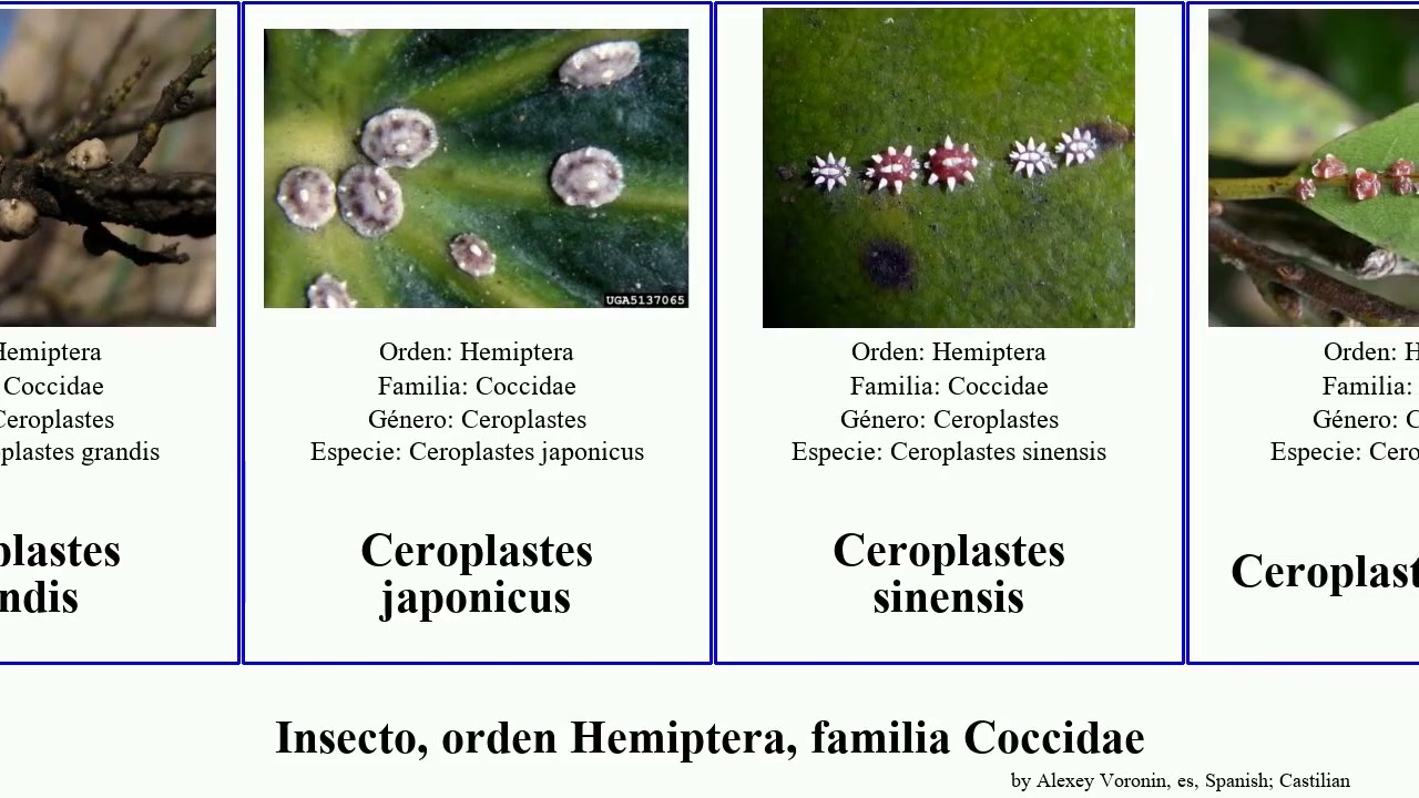 Insecto, orden Hemiptera, familia Coccidae ceroplastes rubens sinensis grandis japonicus Vital