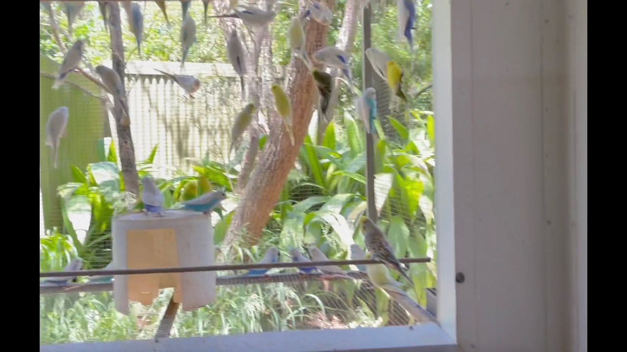 Best aviary (or stable) building material to reduce heat & insulate against cold, SolarSpan.