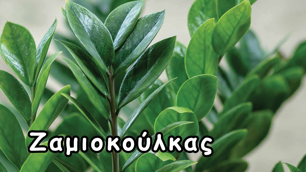 Ζαμιοκούλκας (Zamioculcas – Ζάμια) – Φροντίδα & Πληροφορίες
