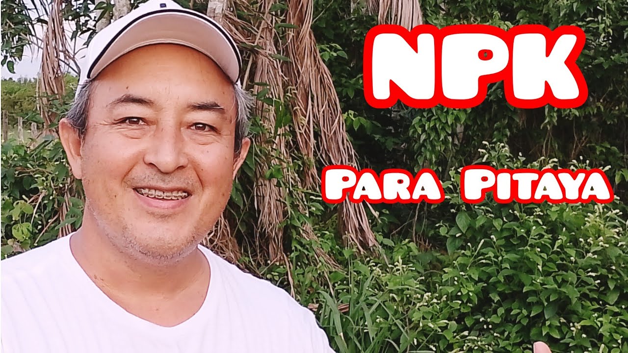 MELHOR NPK PARA CRESCIMENTO DA PITAYA