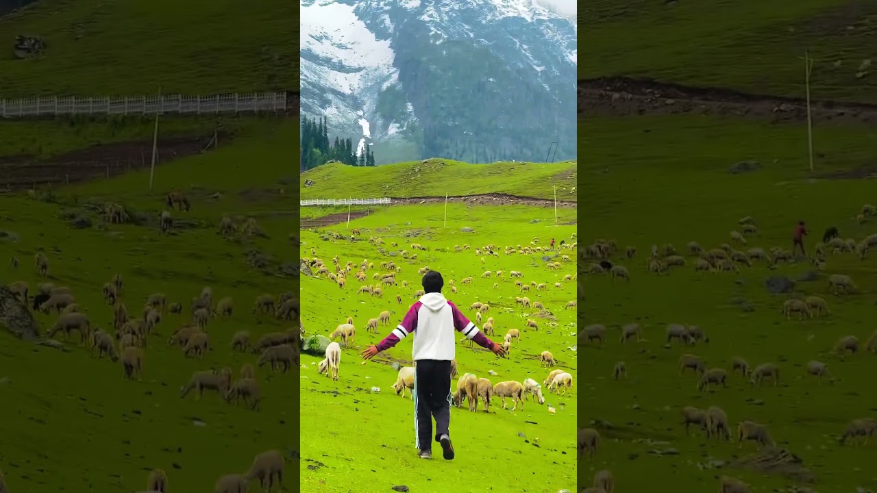 HEAVEN ON EARTH KASHMIR#kashmir#valley#viral#kashmiri#pahalgham#gulmarg#sonamarg#kashmirvalley#vale