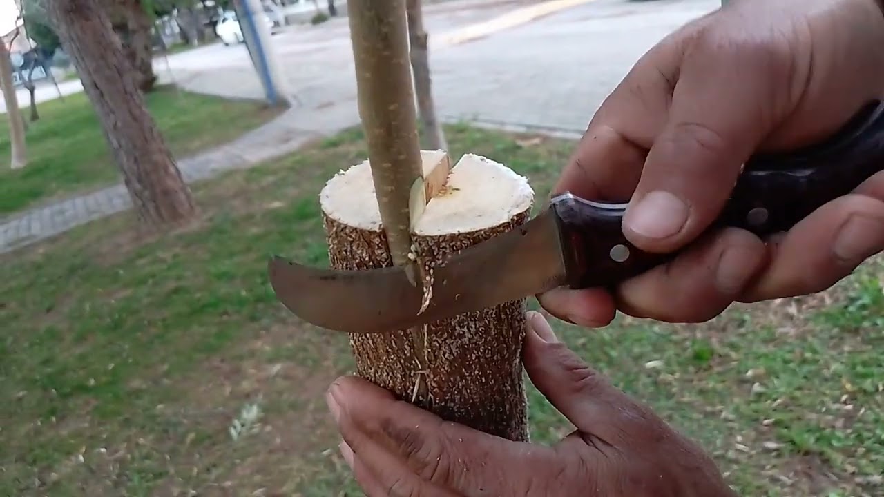 Dut aşısı nasıl yapılır. DUT YARMA KALEM AŞISI.Avustralya dutu aşısı nasıl yapılır.