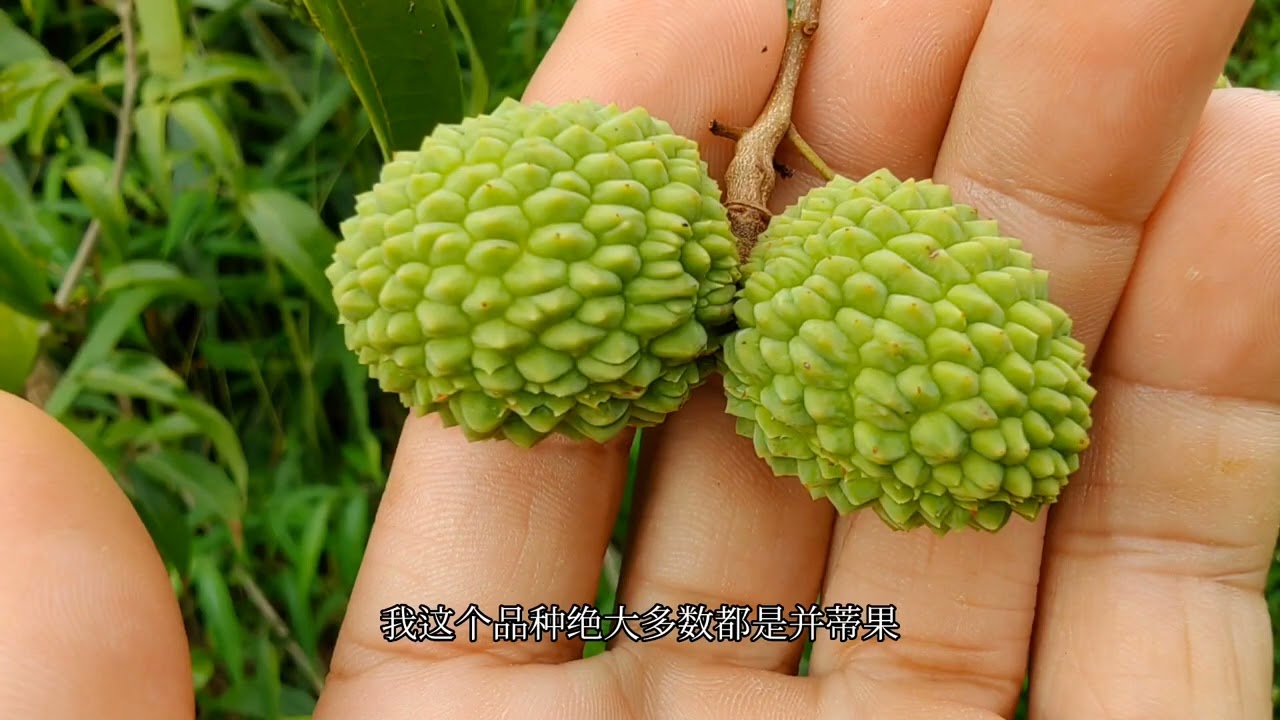 这个新品种荔枝95%都是并蒂果，90%的果核比芝麻小，你一定没见过
