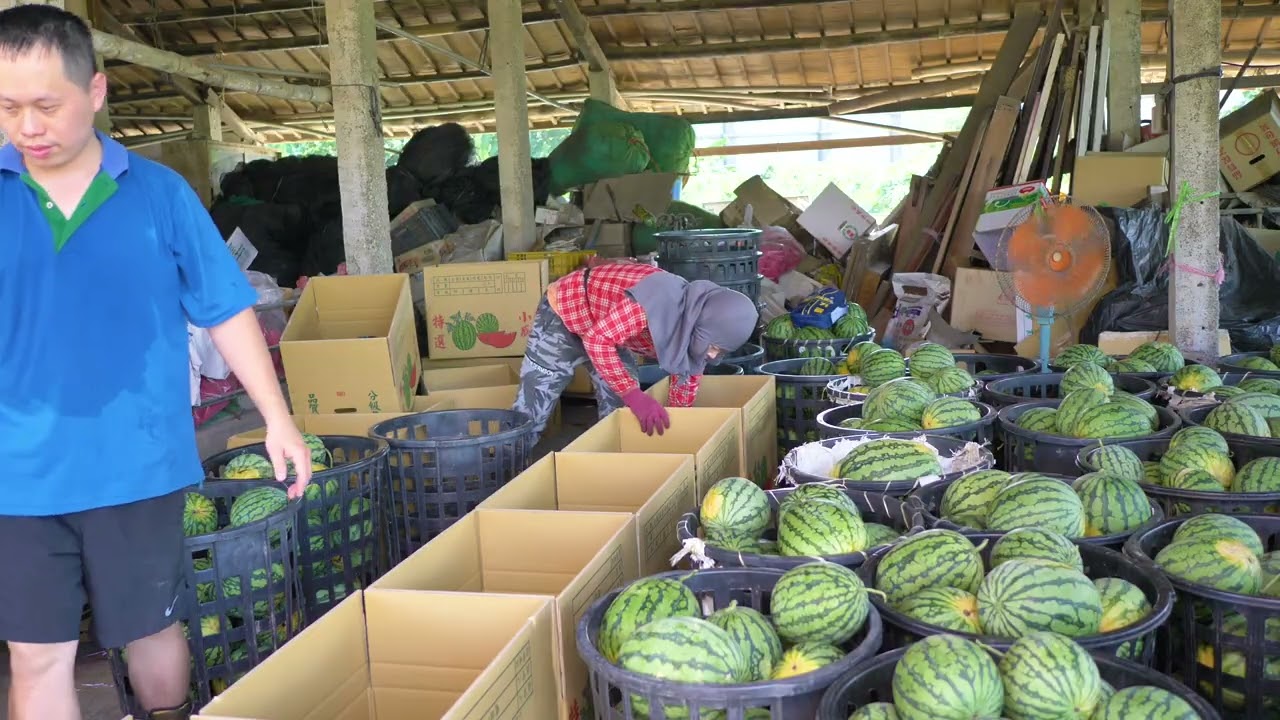 農事│ 20250517新蘭西瓜採收紀錄