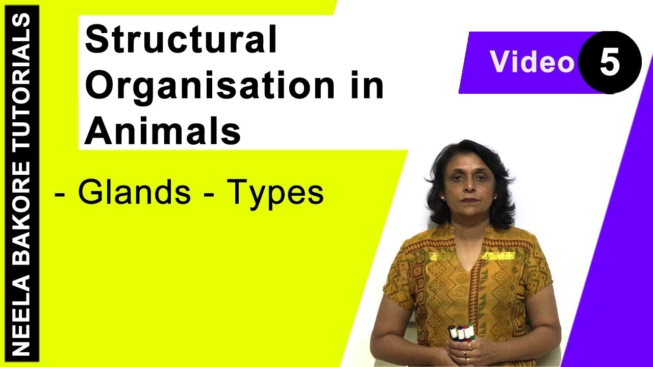 Structural Organisation in Animals | NEET | Glands - Types | Neela Bakore Tutorials
