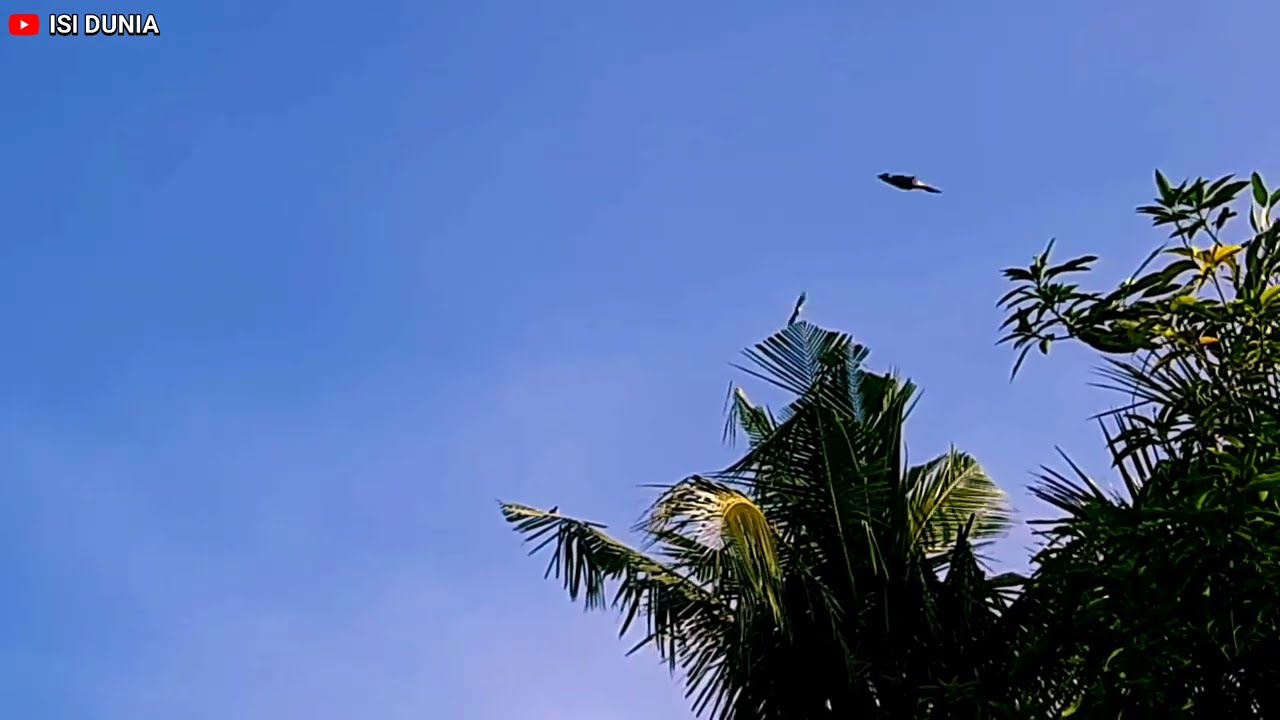 MORNING ATMOSPHERE IN A VILLAGE WITH THE CHIRPING OF WILD BIRDS