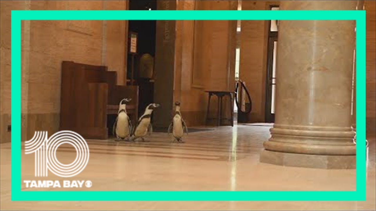 Kansas City Zoo penguins visit the Nelson-Atkins Museum of Art