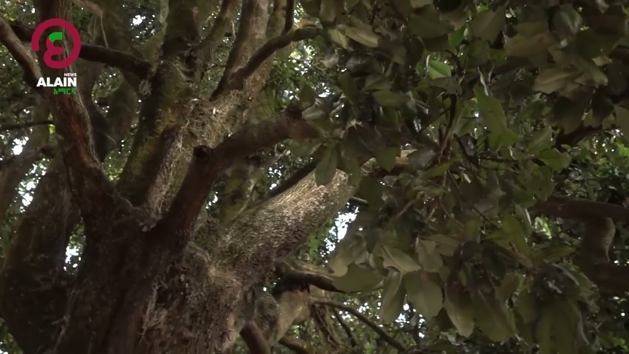 “ሌጋ ዛፍ” የ107 ዓመቱ እድሜ ጠገብ ዛፍ