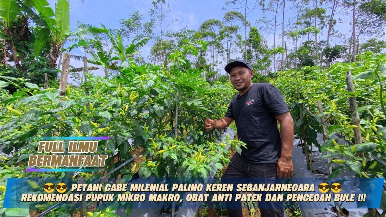 Petani milenial Spil cara pemaksimalan hasil buah terhindar dari penyakit cabe 😎😎