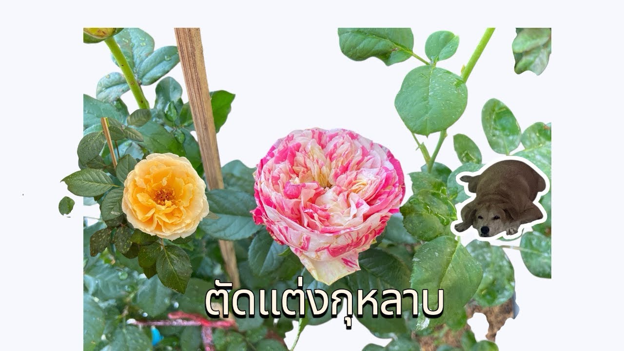 EP26 ตัดเเต่งนัองๆก่อนไปทำงาน/กุหลาบ