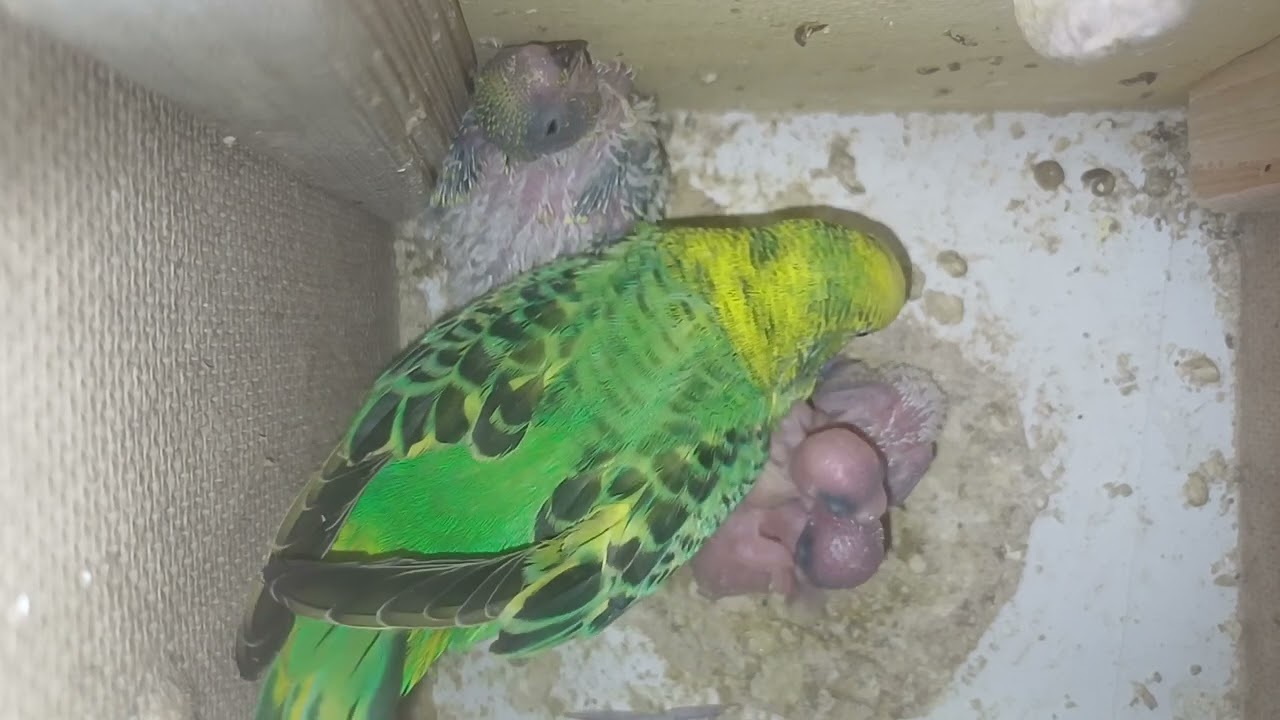 Today’s guest – the talkative parrot 😅