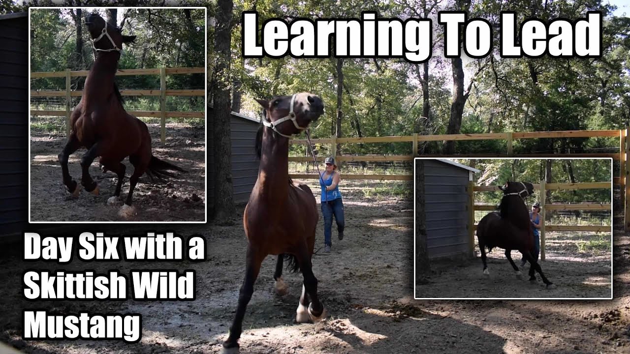Learning to Lead | Day Six with a Wild Mustang